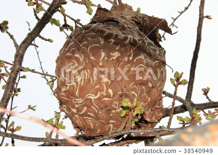 honeycomb honeycomb 38540949