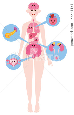 Human body organ character 38541131