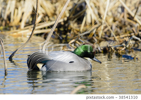 Yoshigamo男 38541310