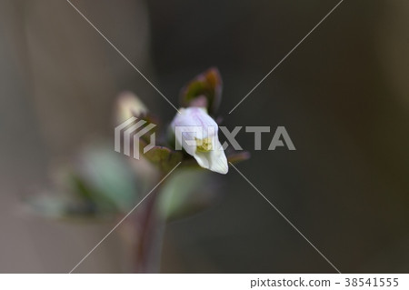 Himezu Himezu 38541555