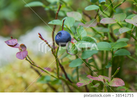Healthy organic food - wild blueberries. Vaccinium 38541755