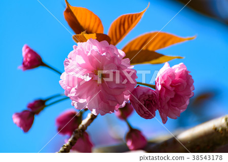 Blue sky and double cherry blossoms 38543178