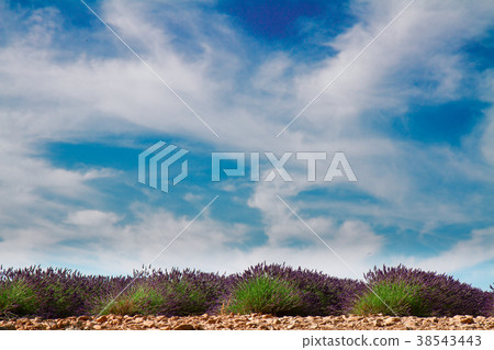Lavender flowers field 38543443