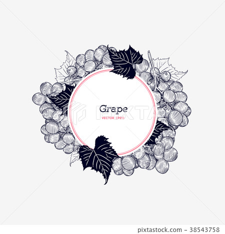 Red grapes. Vector illustration. 38543758