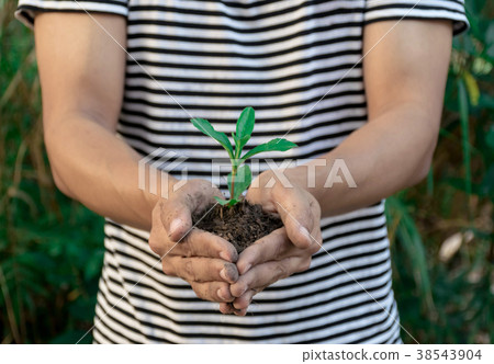 Ecology concept hands holding plant a tree sapling 38543904