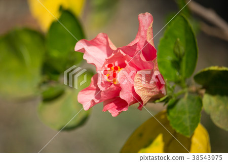 Close up of red Hibiscus rosa-sinensis Close up of red Hibiscus rosa-sinensis 38543975