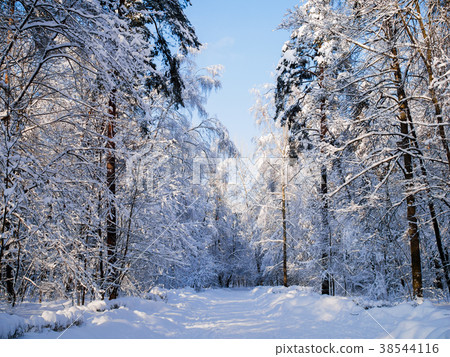 Picture of snowy trees in forest and blue sky 38544116