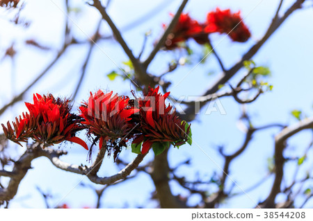 奄美Katakana Lu海島Dego花花 奄美Katakana Lu海島Dego花花 38544208