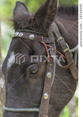 head of a brown horse in a harness close up head of a brown horse in a harness close up 38544696