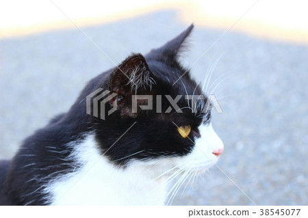 cat  cat  38545077