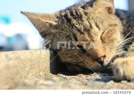 Cat 38545079