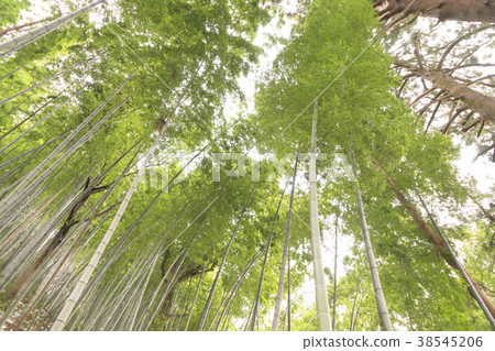 Medication cedar of medicine doctor Medication cedar of medicine doctor 38545206