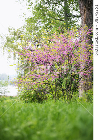 beautiful Blooming Redbud Tree beautiful Blooming Redbud Tree 38545251