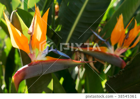 Tripical leaves background Tripical leaves background 38545361