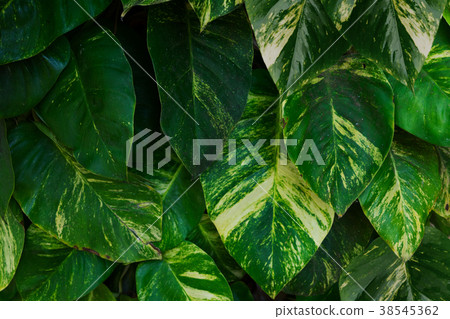 Tripical leaves background Tripical leaves background 38545362