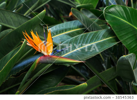 Tripical leaves background Tripical leaves background 38545363