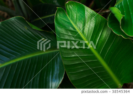 Tripical leaves background Tripical leaves background 38545364