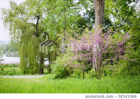 Redbud Tree in the park Redbud Tree in the park 38545366