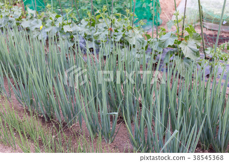 Growing green onion cucumbers (home garden) Growing green onion cucumbers (home garden) 38545368