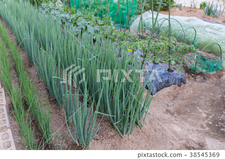 Green onion tomato cucumber (home garden) Green onion tomato cucumber (home garden) 38545369