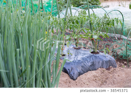 小番茄韭菜(家庭花園)的成長 小番茄韭菜(家庭花園)的成長 38545371