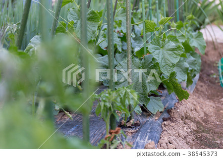 Growth of cucumber (home garden) Growth of cucumber (home garden) 38545373