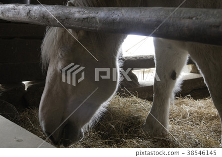 Tono horse Tono horse 38546145