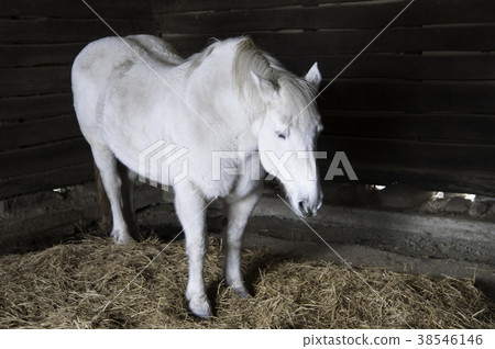 Tono horse Tono horse 38546146