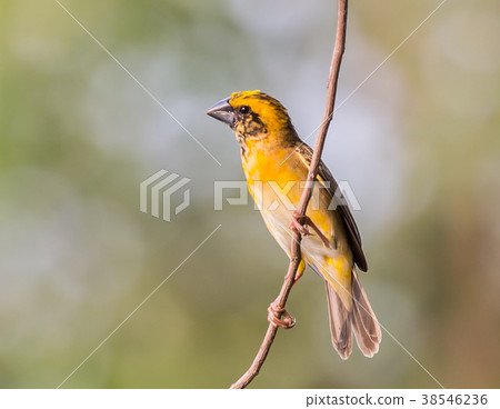 Weaver Bird is a bird eating small grains. Weaver Bird is a bird eating small grains. 38546236