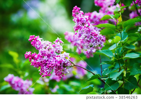 Purple lilac flowers Purple lilac flowers 38546263
