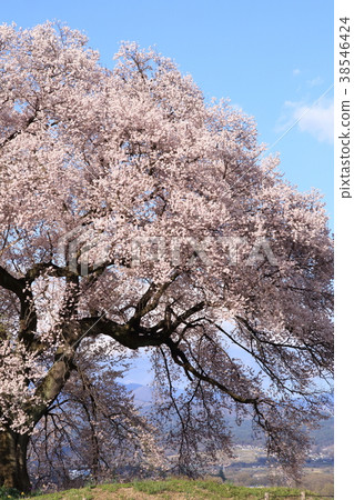 Yamanashi prefecture Wakosaki city Wanni cherry tree Yamanashi prefecture Wakosaki city Wanni cherry tree 38546424