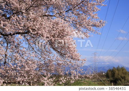 Yamanashi prefecture Wakosaki city Wanni cherry tree 38546431