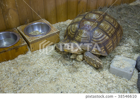 Turtle on the white background Turtle on the white background 38546610