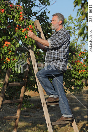 Farmer picking apricot fruit in orchard from ladder Farmer picking apricot fruit in orchard from ladder 38546611