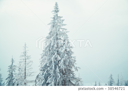 lonely spruce covered with snow in the mist 38546721