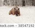 European Brown Bear in a winter forest 38547192