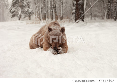 European Brown Bear in a winter forest 38547192