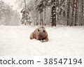European Brown Bear in a winter forest 38547194