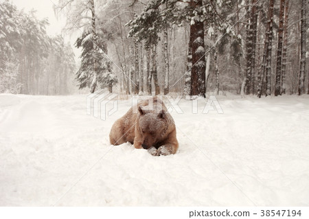 European Brown Bear in a winter forest European Brown Bear in a winter forest 38547194
