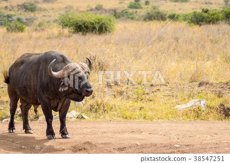 Isolated buffalo in the savannah countryside Isolated buffalo in the savannah countryside 38547251