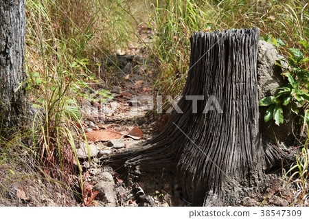 old gray trunk beside way in forest old gray trunk beside way in forest 38547309