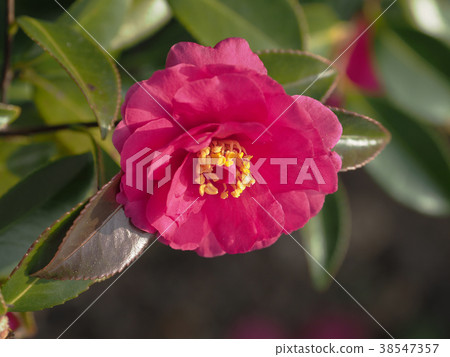 Sasanka（Yamachaka） 38547357