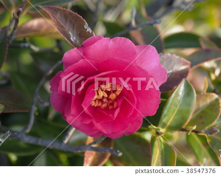 Sasanka（Yamachaka） 38547376