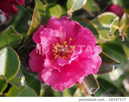 Sasanka（Yamachaka） 38547377