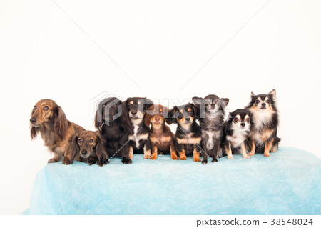 Many dogs Many dogs 38548024