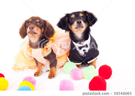 Dog chiwax Dog chiwax 38548065