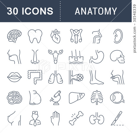 Set of Line Icons of Anatomy and Physiology 38548339