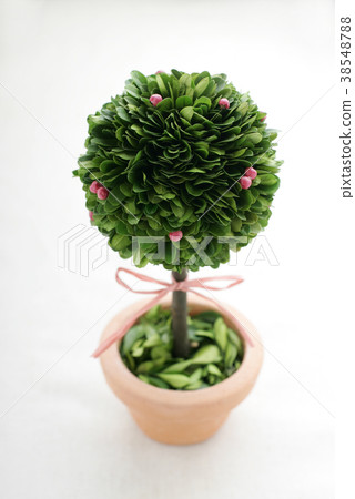 保留的修剪 38548788