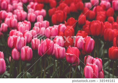 Multicolored tulips field in the Netherlands 38549181