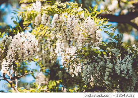 White Blossom Acacia Tree Brunches 38549182